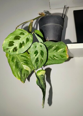 Maranta dua çiçeği