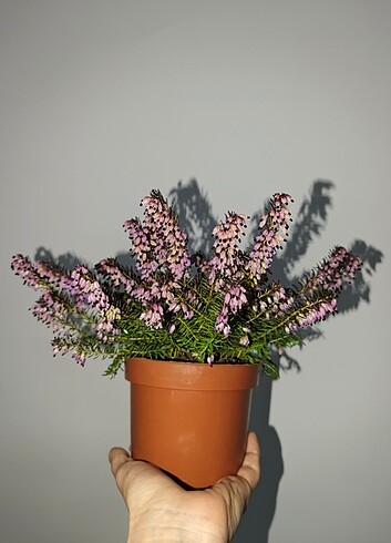 Erica Funda Bitkisi