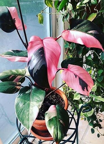 Philodendron pink princess