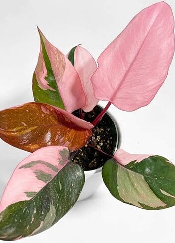 philodendron pink PRİNCESS NADİR tür 