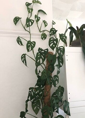 Diğer MONSTERA Monkey