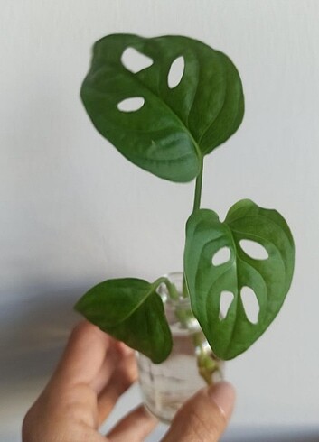 Beden MONSTERA Monkey