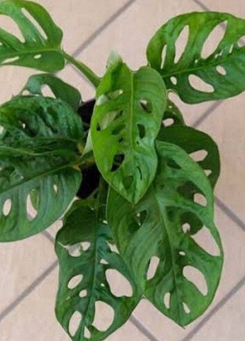 Beden yeşil Renk MONSTERA Monkey