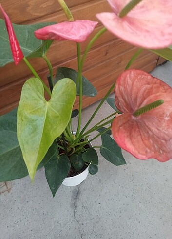 Beden Flamingo çiçeği Anthurium Celik