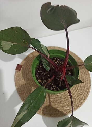 Beden mor Renk Philodendron PİNK PRİNCESS