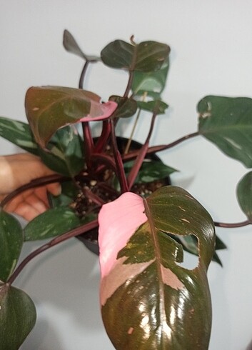 Philodendron PİNK PRİNCESS 