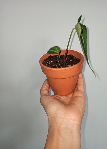 anthurium crystallinum
