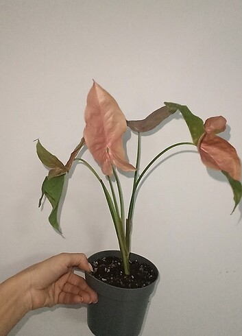 syngonium podophyllum pink