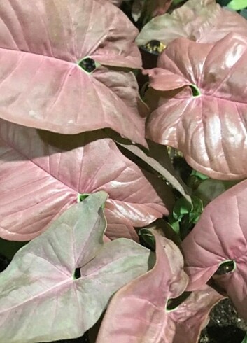 syngonium podophyllum pink