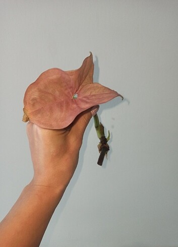 Syngonium Pink Çelik