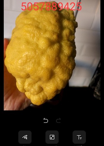 2 ADET BERGAMoT - Görsel 5