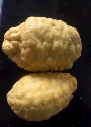 2 ADET BERGAMoT - Görsel 3