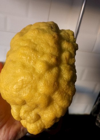 2Adet BERGAMOT - Görsel 8