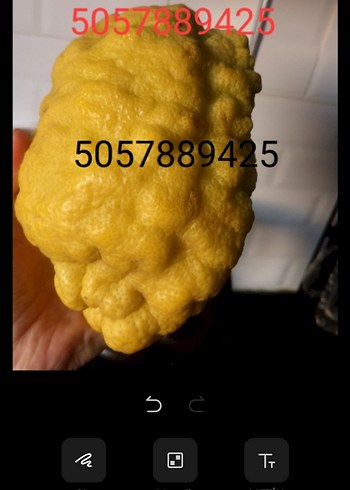 2Adet BERGAMOT - Görsel 3