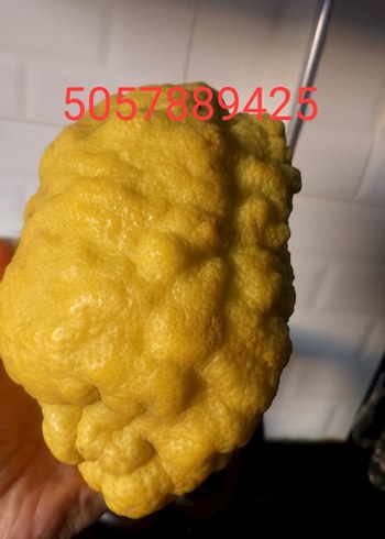 2Adet BERGAMOT - Görsel 4