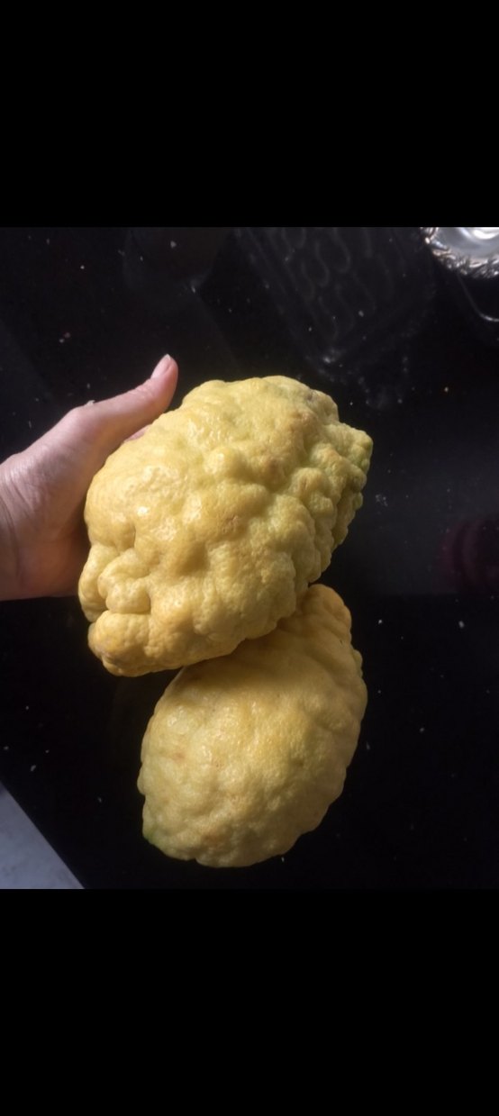 2Adet BERGAMOT - Görsel 2