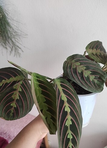Maranta dua cicegi