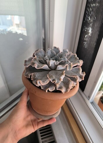 Beden yeşil Renk Echeveria Crispate dev sukulent