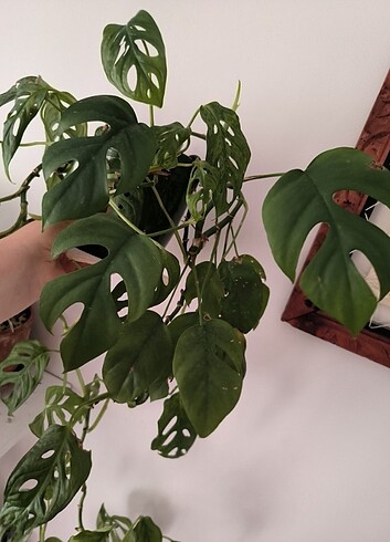  Beden yeşil Renk Monstera adansonii Monkey ve monstera minima 