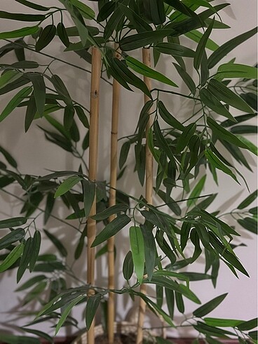 Bambu ağacı 3 gövde 100 cm - Görsel 3