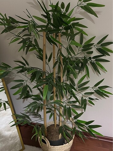 Bambu ağacı 3 gövde 100 cm - Görsel 2