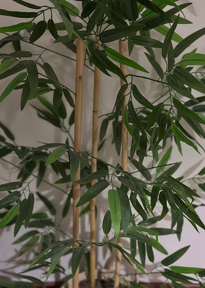 Bambu ağacı 3 gövde 100 cm - Görsel 3