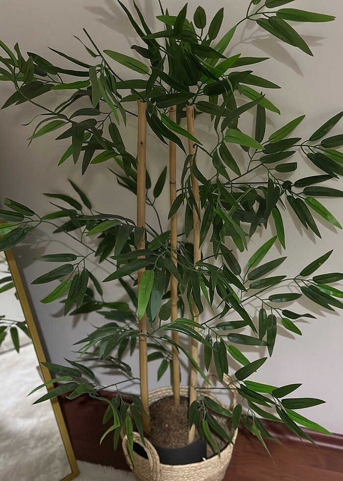 Bambu ağacı 3 gövde 100 cm - Görsel 2