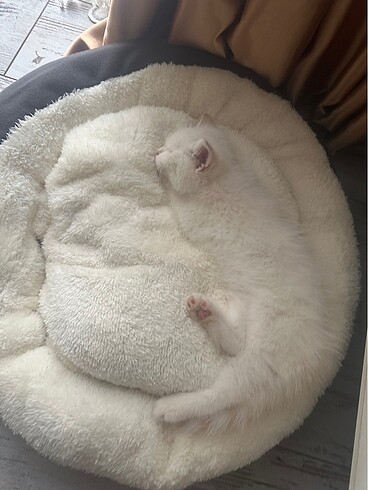 Kedi yatağı