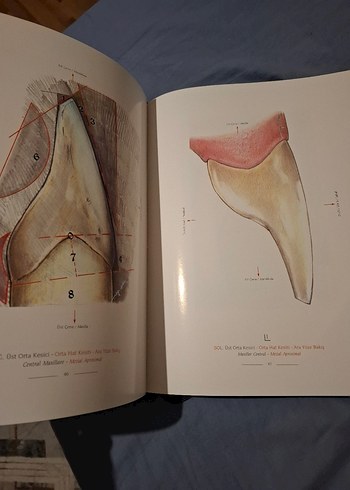 Mustafa Kutbay - Diş Anatomi Atlası - Görsel 3