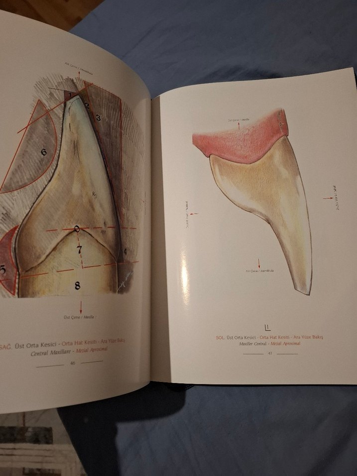 Mustafa Kutbay - Diş Anatomi Atlası - Görsel 3