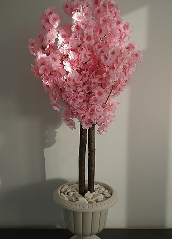 Pembe bahar dalı ağacı 
