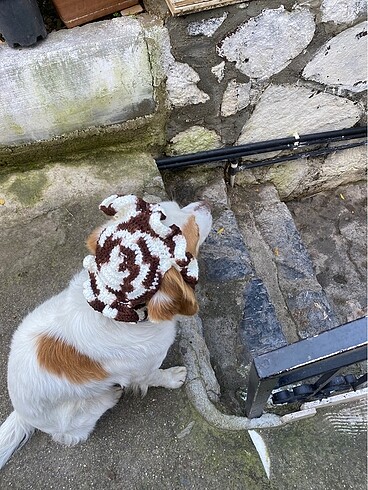 Diğer Kedi köpekler için şapkalar siparişle örülür