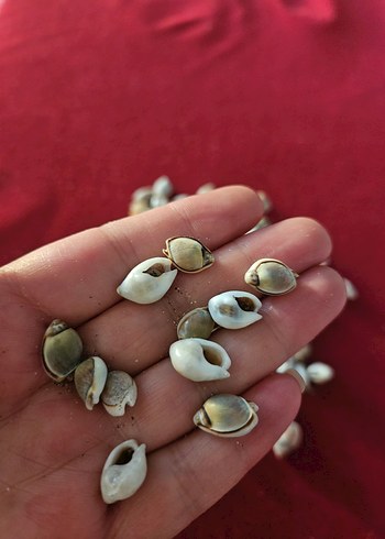 deniz kabukları - Görsel 2