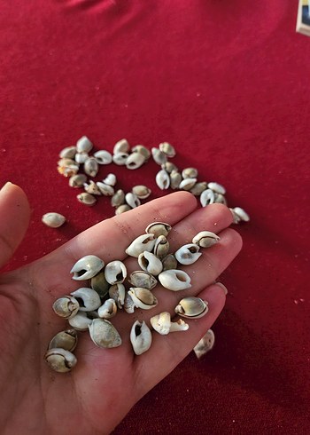 deniz kabukları - Görsel 3