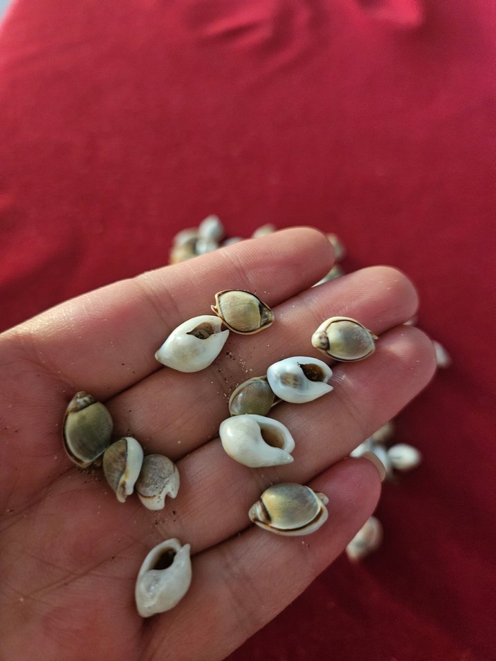 deniz kabukları - Görsel 2