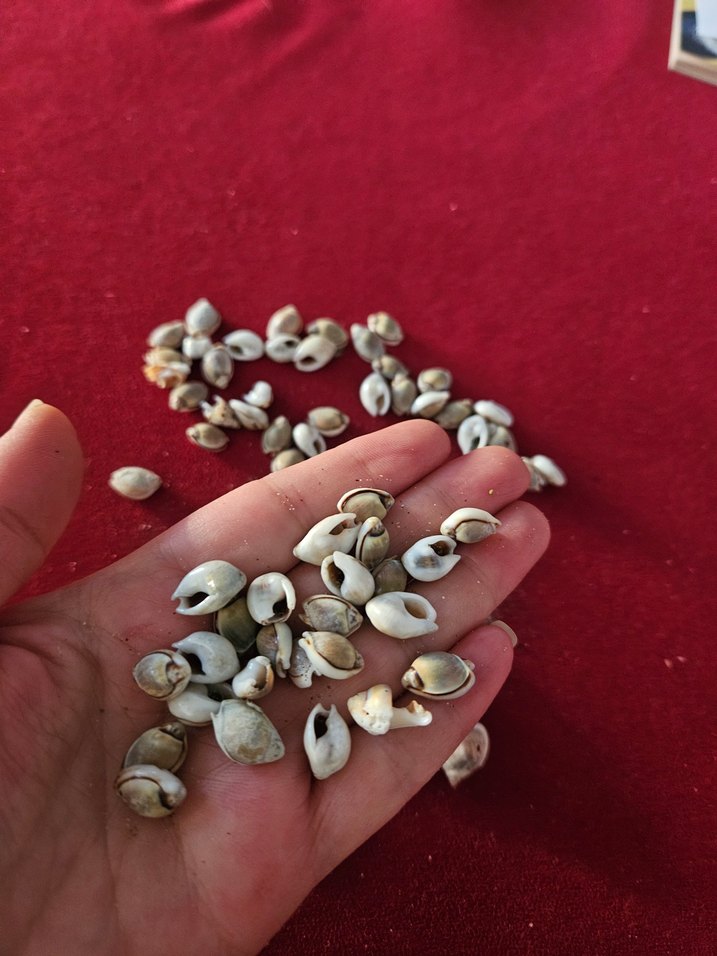 deniz kabukları - Görsel 3