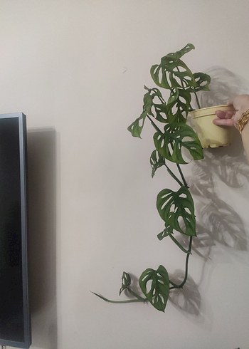 Maymun maskesi çiçeği monstera monkey