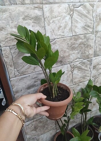 Zamia (Zeze) çiçeği
