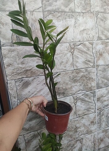 Diğer Zamia (Zeze) çiçeği