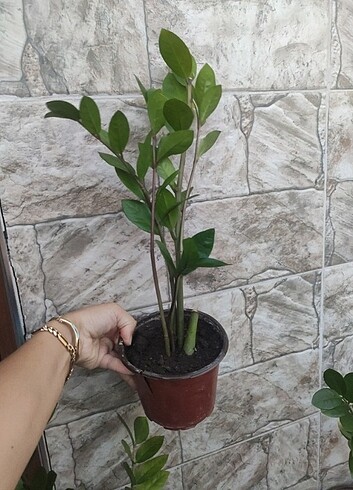 Beden Zamia (Zeze) çiçeği