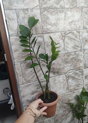 Beden yeşil Renk Zamia (Zeze) çiçeği