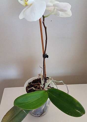  Beden Beyaz orkide 