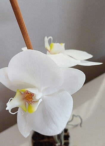 Beyaz orkide 