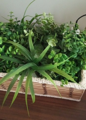 Hasır Kutuda Canlı Görünümlü Yeşil Bitkiler - Görsel 2