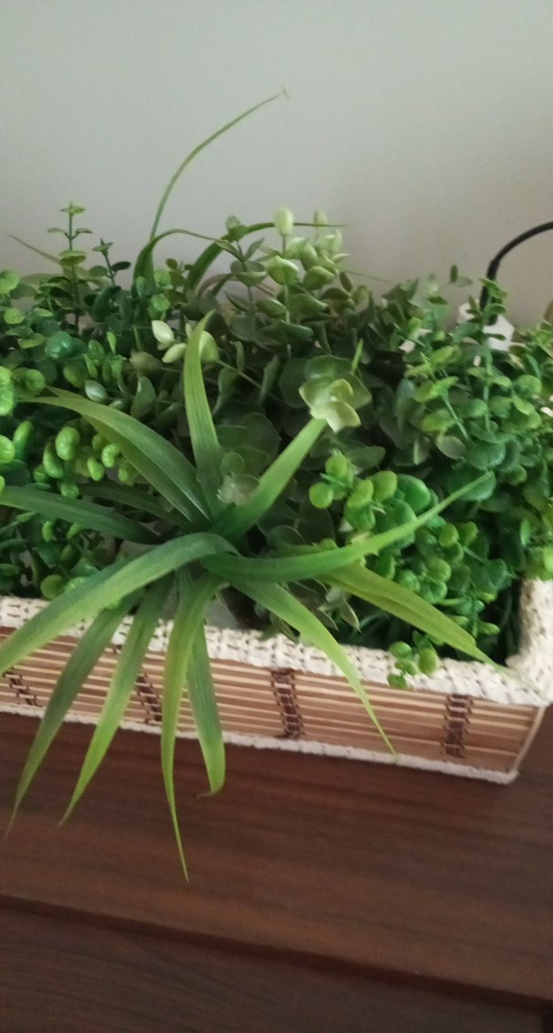 Hasır Kutuda Canlı Görünümlü Yeşil Bitkiler - Görsel 2