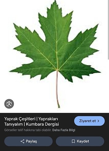 Salamura yaprak