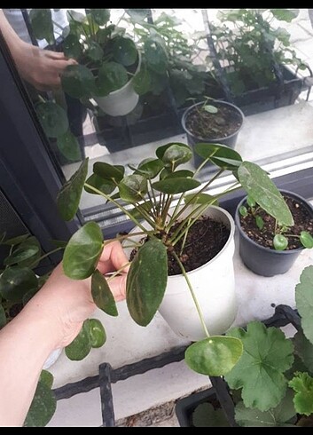 Pilea