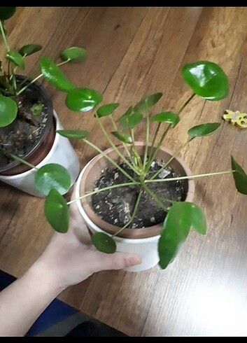 pilea 2 adet