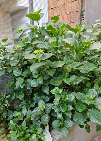 ortanca büyük boy - Görsel 2