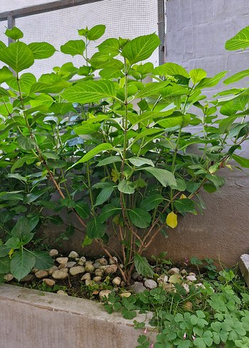 ortanca büyük boy - Görsel 3